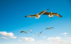 Зелений Ліхтарик: Про політ птахів